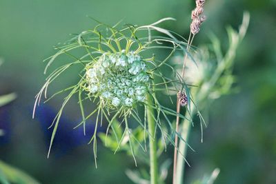 Close-up of insect on plant