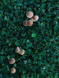 High angle view of leaves on ground