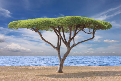 Coconut palm tree on beach against sky