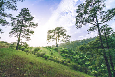 Scenic view of trees growing on field against sky