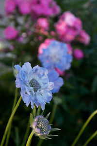 Close-up of purple flowers blooming