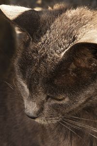 Close-up of animal sleeping