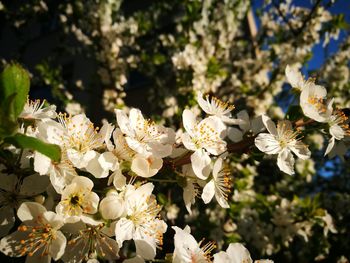 Close-up of white flowers