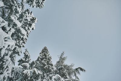 Low angle view of pine tree against sky during winter