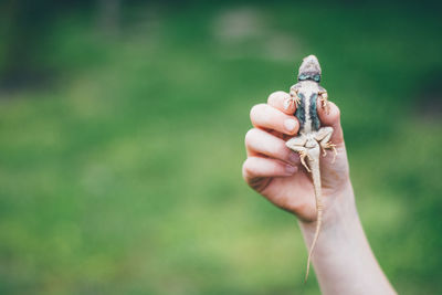 Cropped image of kid holding lizard
