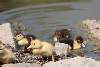 Ducks in lake