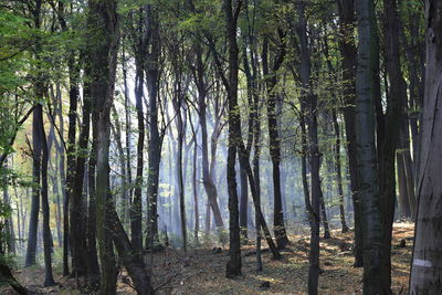 Trees growing in forest