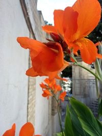 Close-up of red flowers