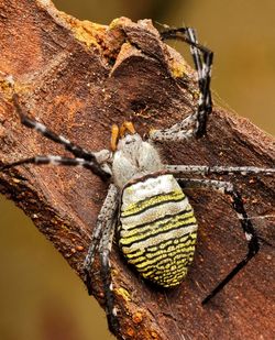 Closed-up of argiope spider