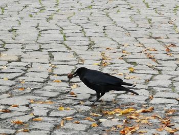 High angle view of dog on footpath by street