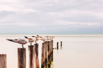 Seagulls on wooden post at beach against sky