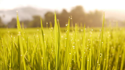 Close-up of wet grass on field