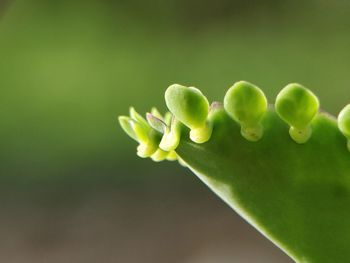 Close-up of berries on plant