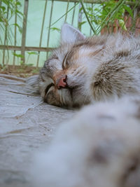 Close-up of cat sleeping