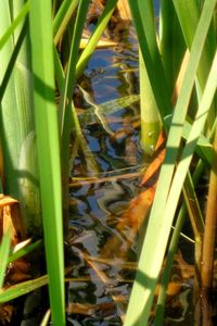 Close-up of bamboo on plant