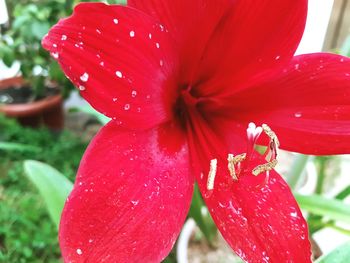 Close-up of red hibiscus flower