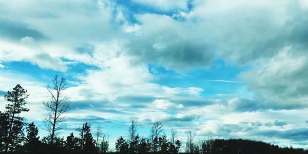 Low angle view of trees against sky