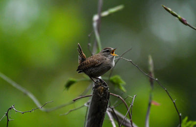 Close-up of bird perching on branch