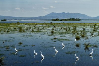 Flock of birds in lake