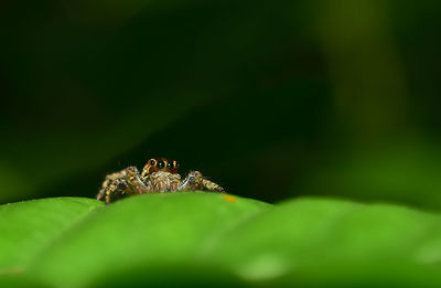 Close-up of spider