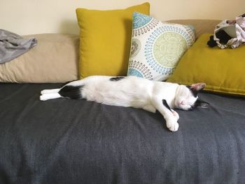 Cat lying on sofa at home