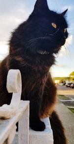 Close-up of a cat looking away