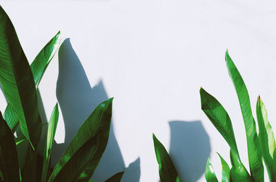 Close-up of leaves against white background