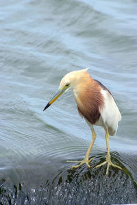 Side view of a duck in lake