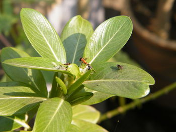 Close-up of insect on leaf