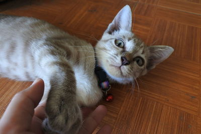 High angle view of cat hand on floor at home