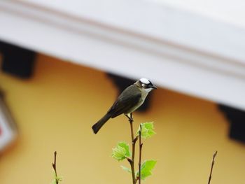 Close-up of bird perching on a plant