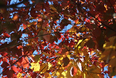 Low angle view of maple tree