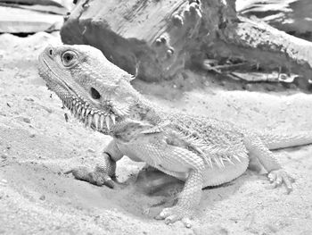 Close-up of lizard on sand