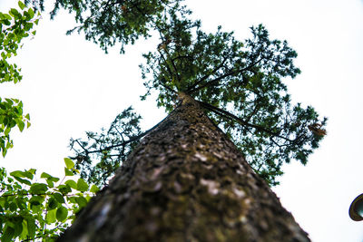 Low angle view of tree against sky