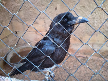 Close-up of crow  perching on chainlink fence