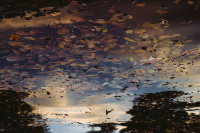 Reflection of trees in puddle