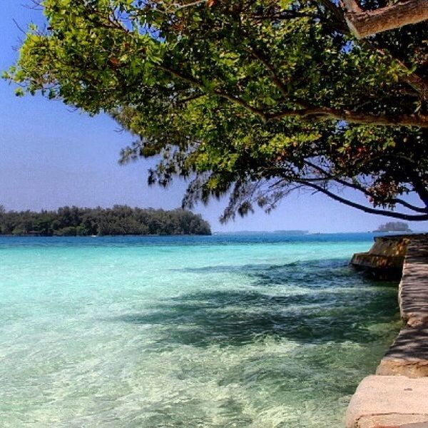 water, tree, sea, tranquility, tranquil scene, blue, scenics, beauty in nature, nature, rippled, waterfront, idyllic, horizon over water, clear sky, day, growth, sky, sunlight, rock - object, outdoors