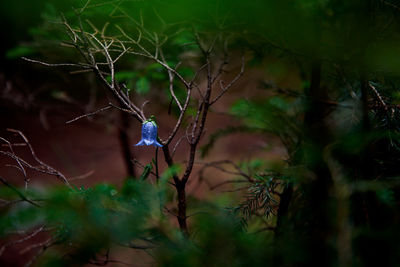 Little bluebell flower in a dark moody forest