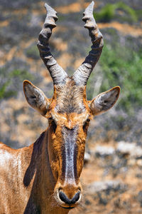 Wild red hartebeest in savannah bush at addo national park, south africa