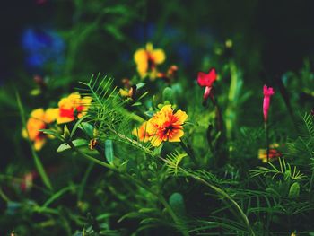 Close-up of flowers blooming outdoors