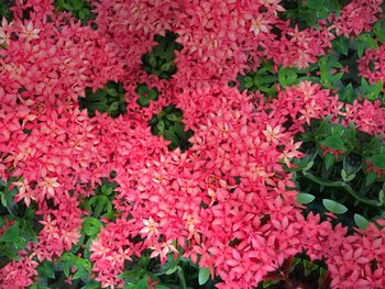 Full frame shot of pink flowers