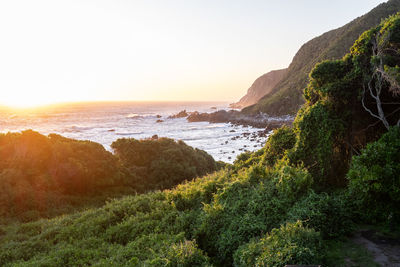 Looking at the rocky coast with lush vegetation during sunset 