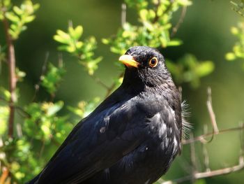 Blackbird in nature 