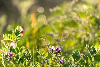 Close-up of purple flowering plant