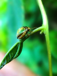 Close-up of insect on leaf