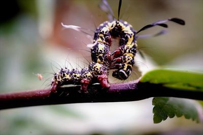 Close-up of spider on plant