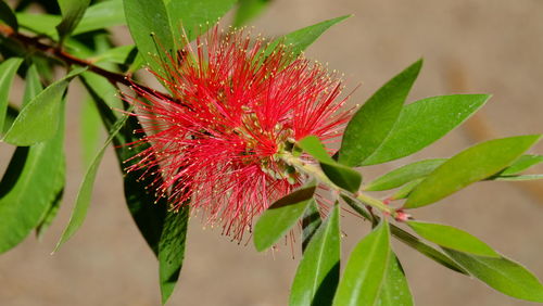 Close-up of red flower