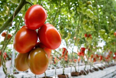 Close-up of tomatoes