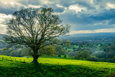 Tree on field against sky