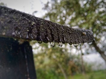 Close-up of wet plant on roof during rainy season